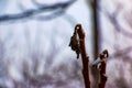 Branches and fruits of Staghorn sumac Rhus typhina covered with snow in winter season