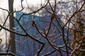 Branches and fruits of Staghorn sumac Rhus typhina covered with snow in winter season