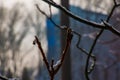 Branches and fruits of Staghorn sumac Rhus typhina covered with snow in winter season