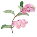 Branches with fruits of Symphoricarpos albus. Watercolor. Wallpaper. Fruits and leaves. Floral motives. Use printed materials,