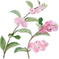 Branches with fruits of Symphoricarpos albus. Watercolor. Wallpaper. Fruits and leaves. Floral motives. Use printed materials,