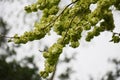 Branches with fruits of Ulmus minor. Royalty Free Stock Photo