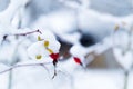 Branches with the fruits of wild rose covered with snow Royalty Free Stock Photo