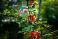 Branches full of healthy red currants in the green wood.