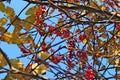 Branches full of red ripe sorb growing on tree Royalty Free Stock Photo