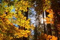 Branches with golden beech leaves in the forest and sunburst