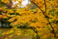 Branches of golden leaves of maple trees in a japanese garden, close up image on blurry background, selective focus Royalty Free Stock Photo