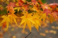 Branches of golden and red leaves of maple trees in a garden, selective focus on blurry  background Royalty Free Stock Photo