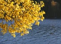 Branches with golden yellow autumn leaves hanging over water. Royalty Free Stock Photo