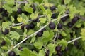 Branches of gooseberry bush hung with ripe edible berries.