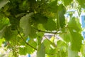 Branches of grapes with green leaves. In summer, young grapes Royalty Free Stock Photo