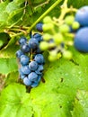 Branches of grapes growing in the garden. Bunch of blue grapes.