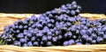Branches of grapes in a wicker basket. Bundles of fresh ripe red grapes in the grocery store, selective focus. Grape background