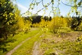 Branches With Green Buds Leaves Young Birch Tree. Royalty Free Stock Photo