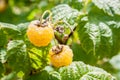 Branches of green bush raspberry with ripe yellow berries in the garden. Summer.