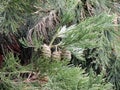 Branches and green cones of Sequoiadendron giganteum
