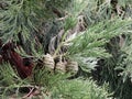 Branches and green cones of Sequoiadendron giganteum