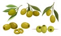 Branches of Green and Juicy Olives Vector Set