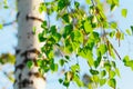 Branches with green leaves and birch trunk against blue sky outdoor in sunny summer day. Beautiful nature scene