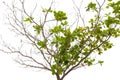 The Branches of green leaves and dead tree isolated on white background, Save Clipping path Royalty Free Stock Photo