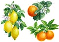 Branches with green leaves, flowers, citrus fruits, watercolor botanical painting. Set of orange, lemons, tangerines Royalty Free Stock Photo