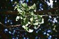 Branches with green leaves of Ginkgo biloba.