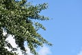 Branches with green leaves of Ginkgo biloba.