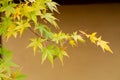 Branches of green leaves of maple trees in autumn season in a Japanese garden, selective focus on blurry  background Royalty Free Stock Photo