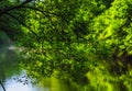 Branches with green leaves over the river water. Natural light. Beautiful summer