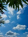 Branches of green leaves plant against blue sky background, white clouds photography, natural scenic view wallpaper Royalty Free Stock Photo