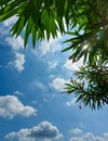 Branches of green leaves plant against blue sky background, white clouds photography, natural scenic view wallpaper Royalty Free Stock Photo