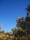 BRANCHES WITH GREEN LEAVES AND TALL PYLON AGAINST BLUE SKY WITH MOON Royalty Free Stock Photo