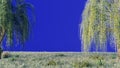 Branches with green leaves of weeping willow and leaves fluttering in the wind in front of a blue screen. 3D Rendering Royalty Free Stock Photo