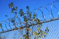 Branches of green and orange leaves intertwined with coils of razor wire Royalty Free Stock Photo