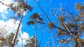 Branches of green pines and flowering trees in the forest against a blue sky and white clouds. Beautiful forest background. Royalty Free Stock Photo