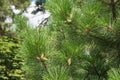 Branches of green spruce with cones