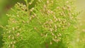 Branches Of Green Thuja. Natural Flora. Thuja Plicata. Royalty Free Stock Photo