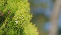 Branches Of Green Thuja. Natural Flora. Thuja Plicata. Still. Royalty Free Stock Photo