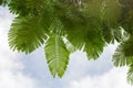 Branches with green tropical leafs Royalty Free Stock Photo