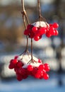 Branches of guelder-rose in the snow