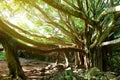 Branches and hanging roots of giant banyan tree growing on famous Pipiwai trail on Maui, Hawaii