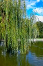 Branches hanging from a tree into the water with weeping willow leaves Royalty Free Stock Photo