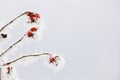 Branches of hawtorn with white frost