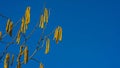 Branches of hazel with blooming catkins against a blue sky Royalty Free Stock Photo