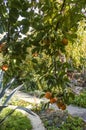 Branches heavily with ripe heavy orange persimmon fruit on the trees growing in the garden