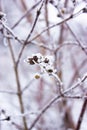 Branches in hoarfrost