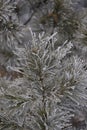 Branches in hoarfrost. Green needles. Small cones Royalty Free Stock Photo
