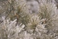 Branches in hoarfrost. Small cones. Green needles. Horizontal Royalty Free Stock Photo