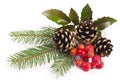 The branches of holly, pine cones, mountain ash berries