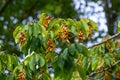 Branches of the hornbeam, species of Carpinus betulus, or common hornbeam with green leaves and ripe seeds in the brown three-